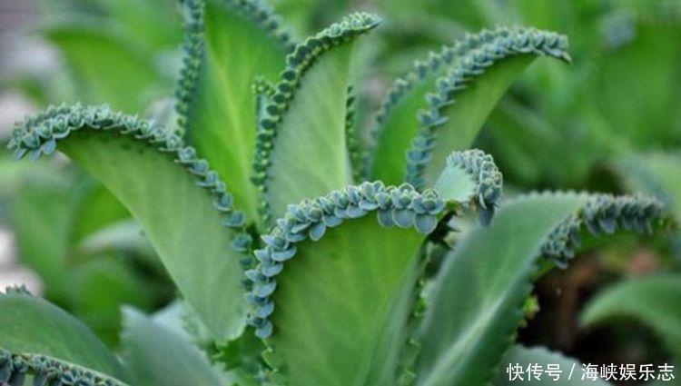 4种福运花,自带福气好养活,浇水就疯长,开花爆盆很容易