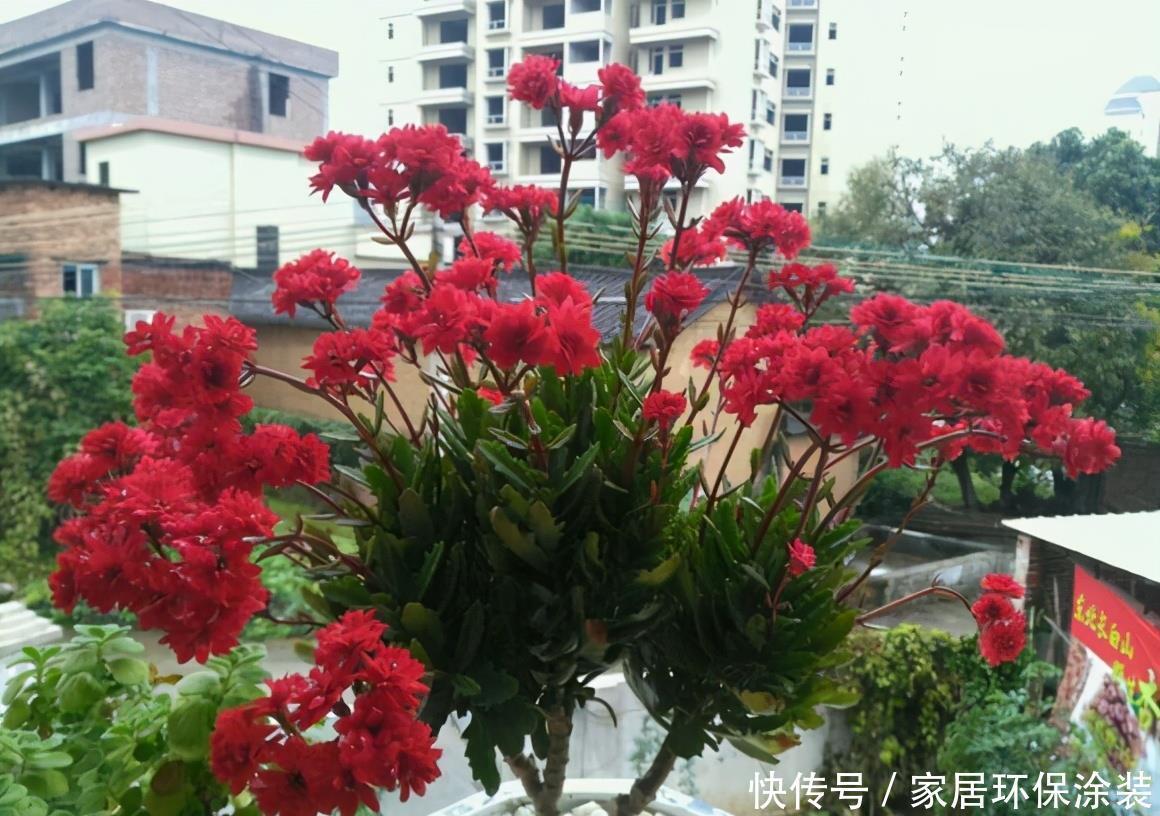 长寿花开败了?“照这里”剪一刀,花芽芽“嗖嗖”挤满盆