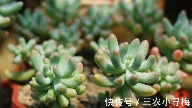 多肉|新手怎么种多肉