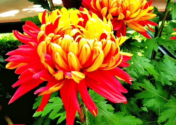 喜欢菊花，就养盆“菊中珍品”金红竞辉，似红金赛舞，妖娆动人