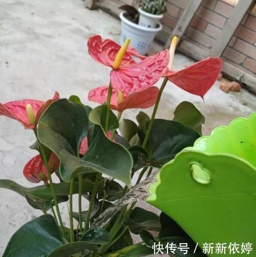 大岩桐|5种“阴暗花”，藏在角落里，年年自行繁殖，也能开成“仙花树”