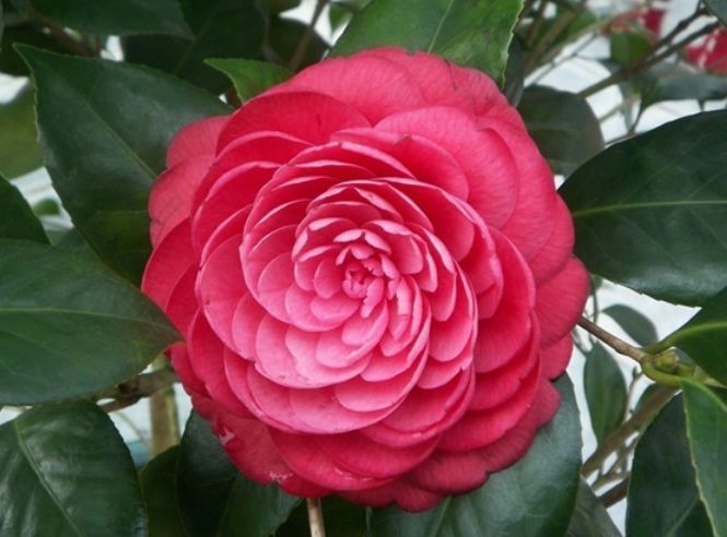 喜欢菊花,不如养盆“开花机器”,颜色丰富,生命力强