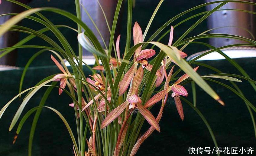 兰花一直不长新芽，春季花后做好3点，叶子油绿，新芽蹭蹭往外冒