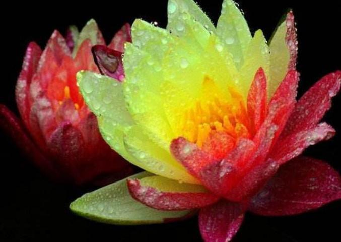 一种“双色莲”，靠水就能活，不怕热、不怕冷，零下几度也开花