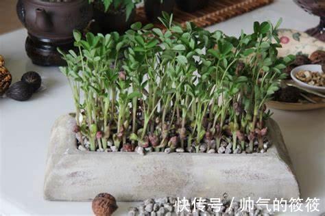 播种花生到底带壳还是不带壳二者哪个更好呢一起来看看