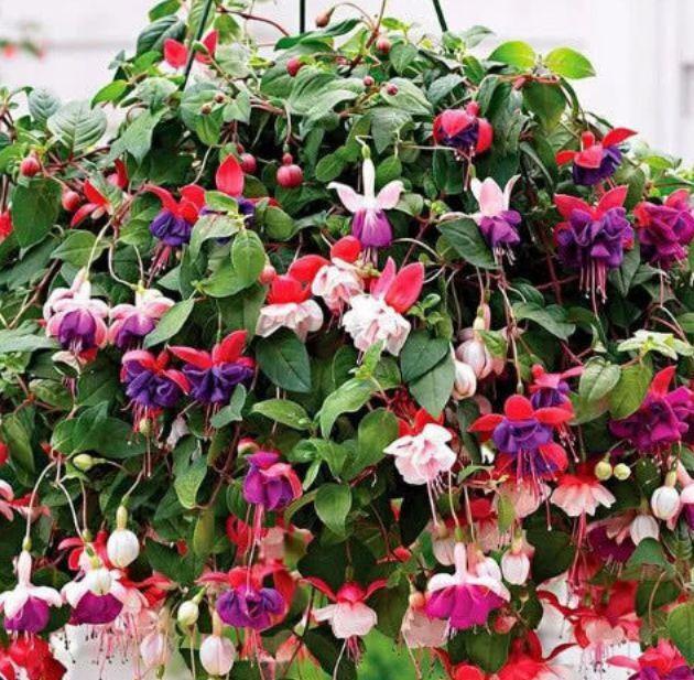 家有院子,一定要养4种花,花大色艳很漂亮,谁养谁爱