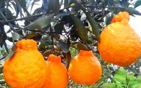 南瓜|女性养生,推荐常吃的食物,滋肝明目,健脑益智,滋补身体