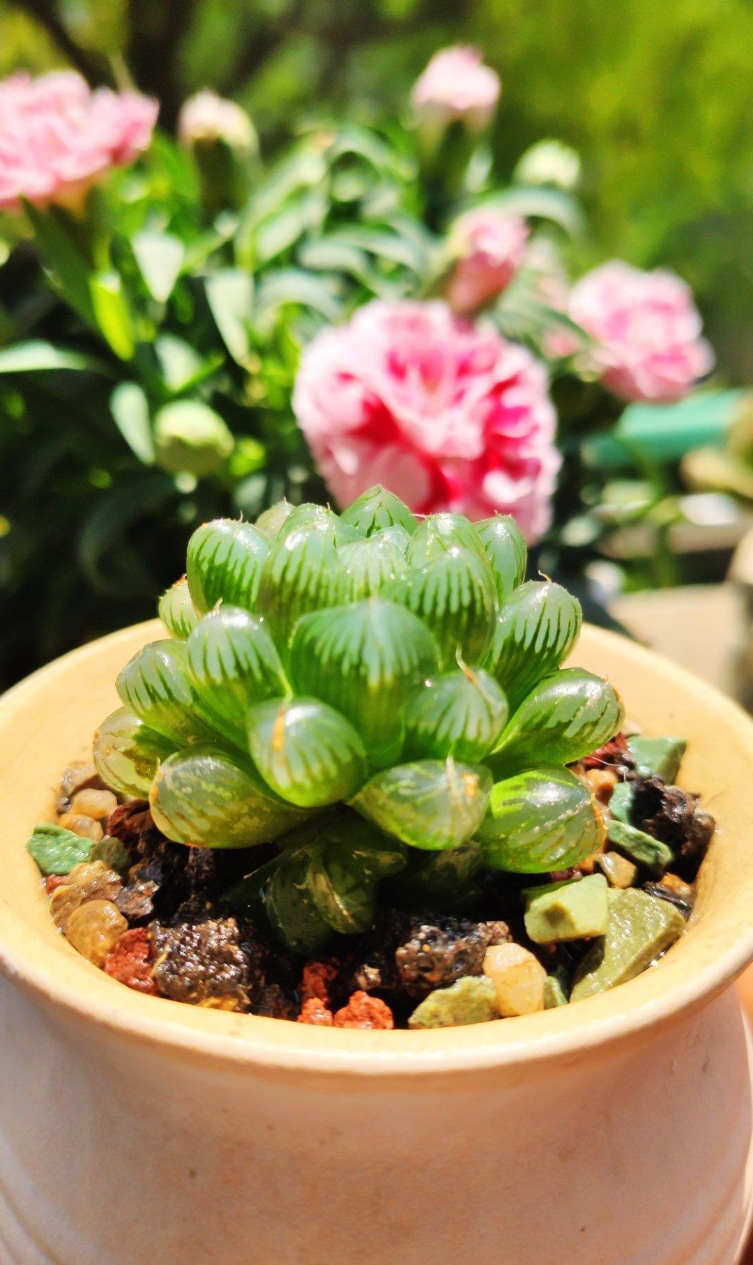 多肉|露养的多肉没状态,满足“三条件”,上色快,还容易爆小崽