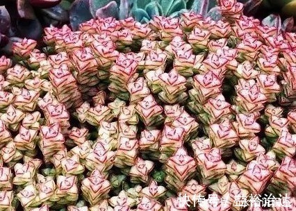 多肉|这些多肉真的有毒，喜欢养花的你要当心，萌新涨姿势