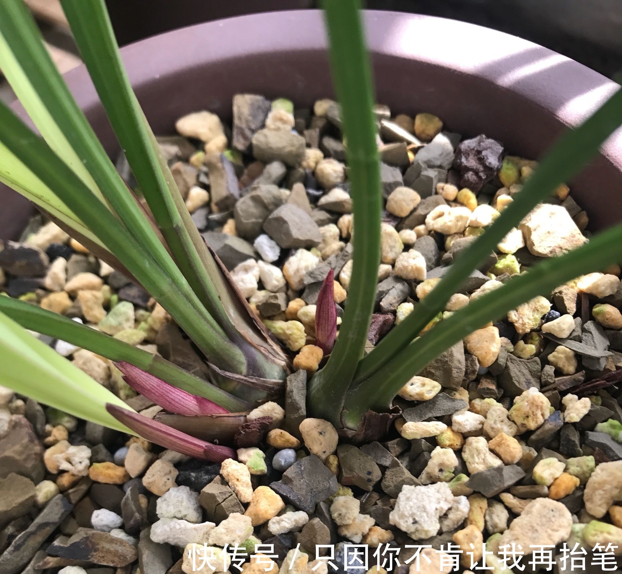 养护|养兰花要注意秋老虎，一不小心根部就发黑，发黑原因和解决方法