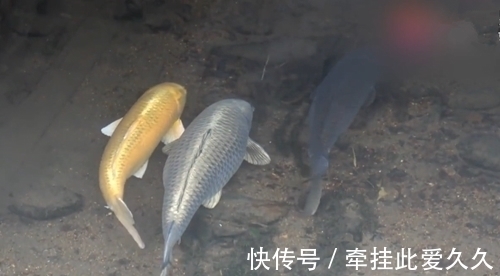 水沟|溪中三条胖鲤鱼清晰可见,钓友只看不钓,网友:真能忍,做不到啊