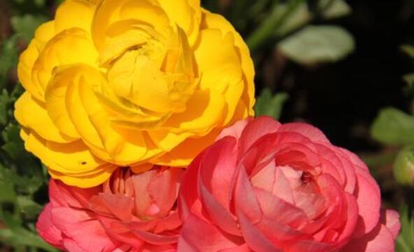 养盆“芹叶牡丹”吧!简单易养易爆盆,花色艳丽,开花120天