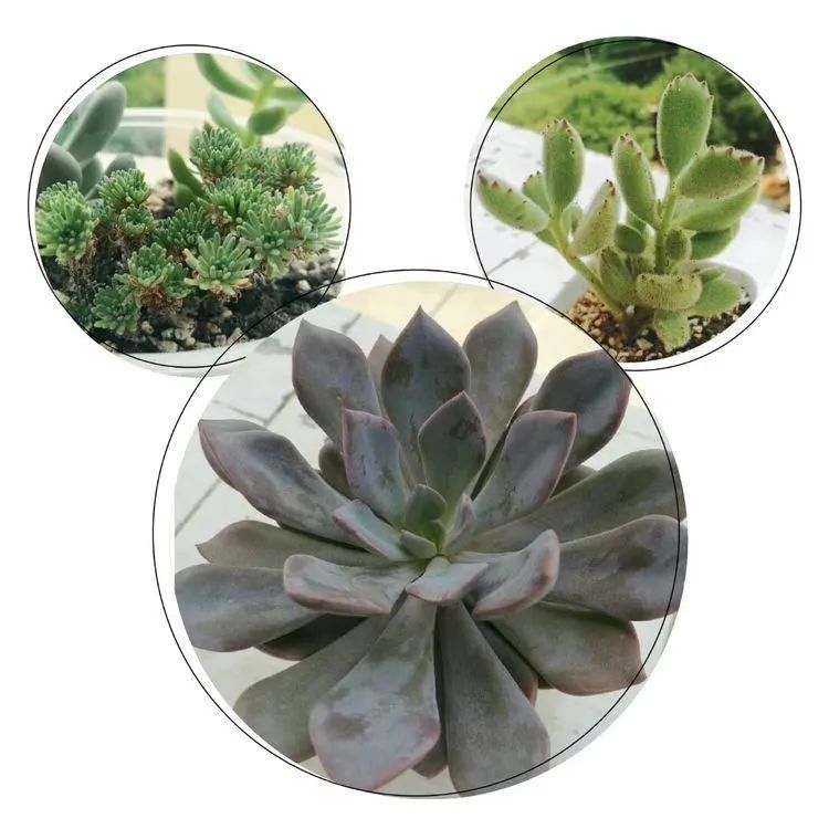 黛比|佛系养肉人生活明朗，多肉可爱，唯适者生存！