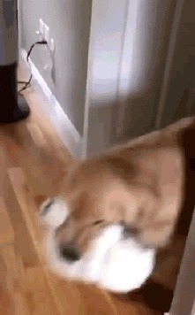 |搞笑GIF趣图大家来看看我家的猫,这颜值是什么级别的!