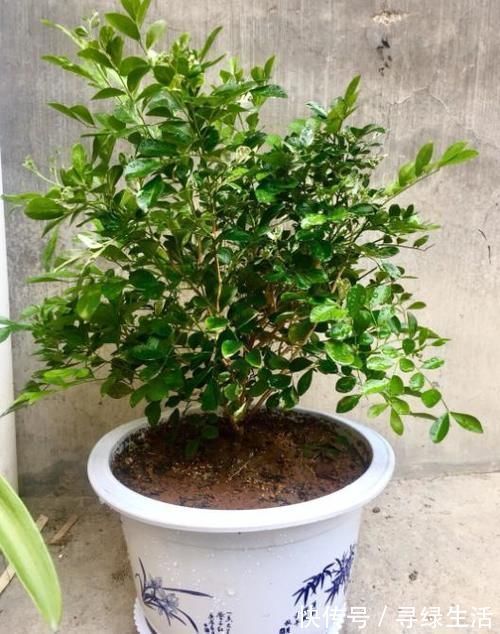 嫌吊兰不好看，不如养上“此花”，花期达半年，花香味能媲美香水