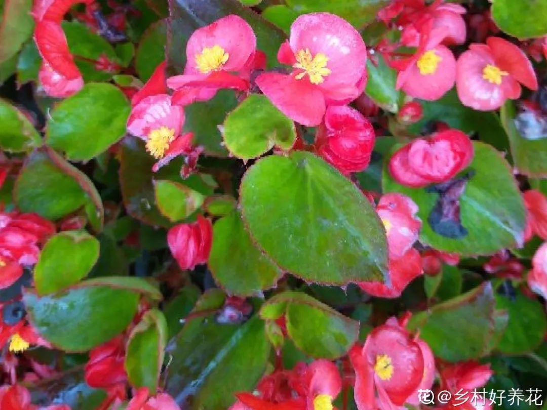 长寿花|9月后就养这些花,比绿萝好养,疯狂开花到明年!