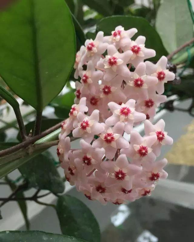球兰|此盆栽花比香水还香,比绿萝还好养,一年四季开花,幽香飘满堂!