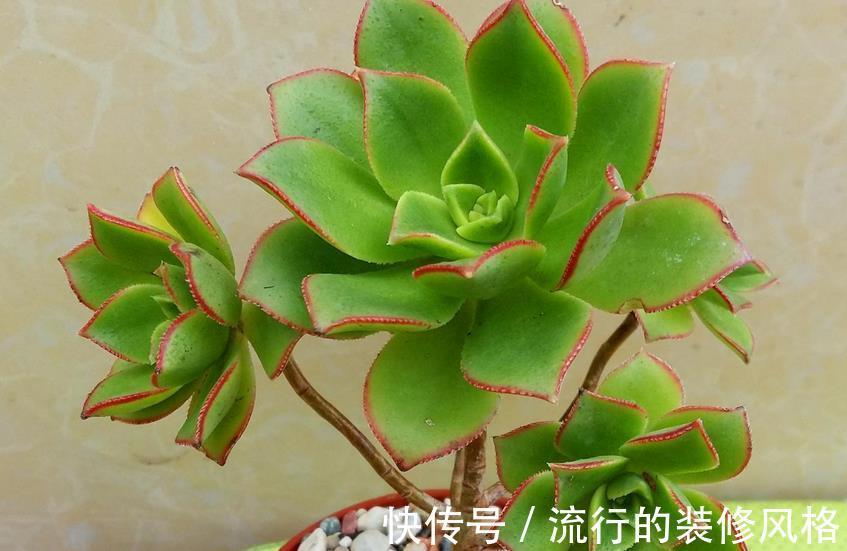 修剪|多肉艳日辉,看着不起眼,但做好这些却能轻松养成老桩