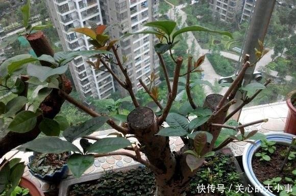 桂花掉叶子，问题出在根上，现在是最佳“挽救”时间，别错过！