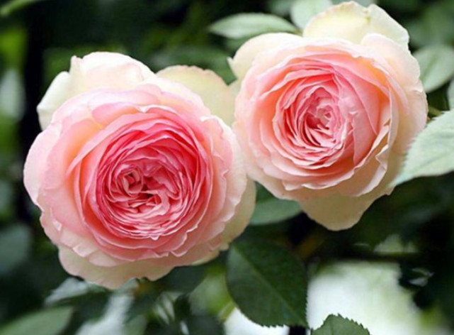 家里就养这“4种花”,漂亮好养又便宜,四季开花不断,满屋飘香