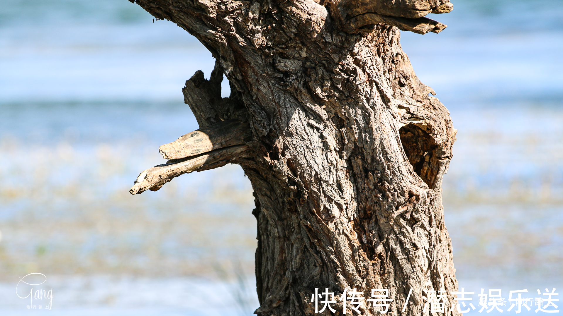 枯藤|大理最不起眼的海舌公园，洱海边上的枯藤老树成人们最爱的打卡点