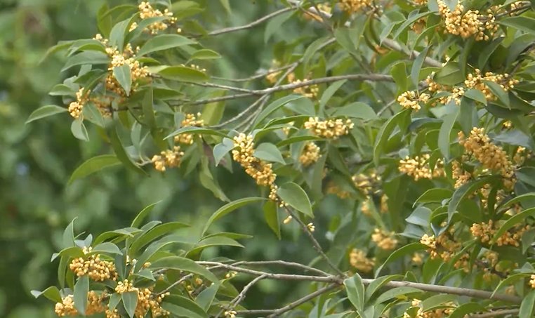 桂花|奇！富春江边樱花桂花齐开放