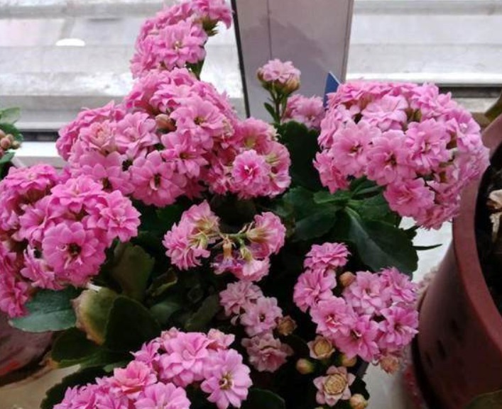 养长寿花从2点入手,合理掌握,延长长寿花花期,开花一茬接一茬