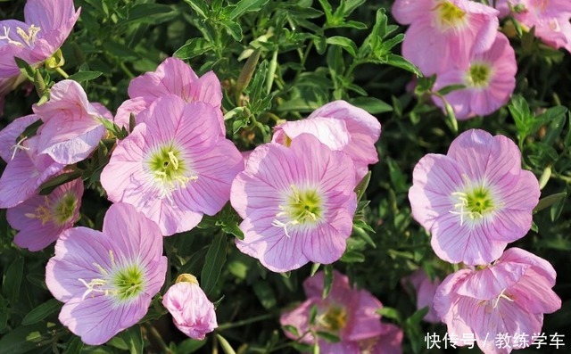 几种好看不起眼的小花,现在种刚好,一个夏天都开花!