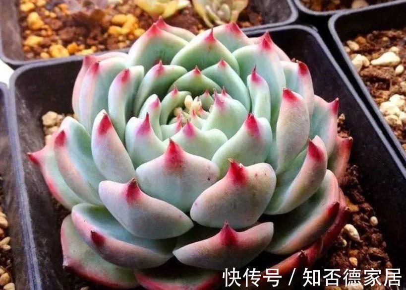 朝向|秋季养殖多肉,不管也能上色出状态?错,做好这些才行