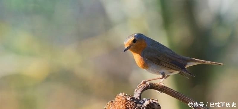 白居易见小孩打树上的鸟,于是写下一首诗劝告,足见一片仁爱之心