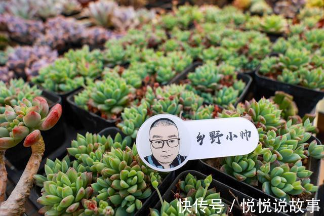 多肉植物|多肉叶片干瘪,不一定是缺水,听小帅怎么说