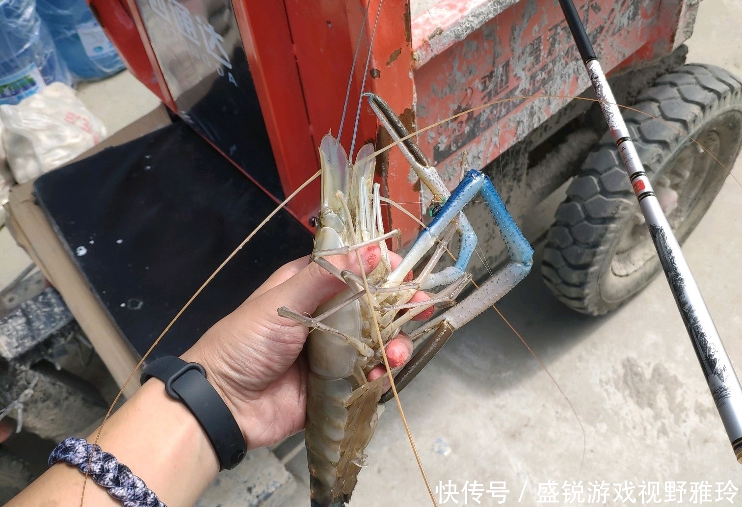 苏州|巨虾来袭?苏州钓鱼人汾湖钓起“大虾王”,钓友:太大了还能吃吗