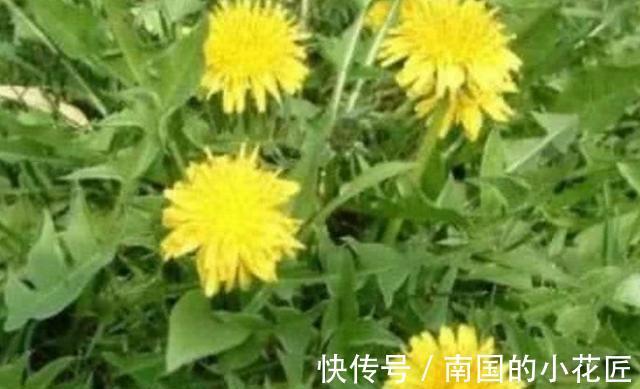 蒲公英|蒲公英和此物一起泡,每天喝一杯,排出毒素,肝也越来越健康