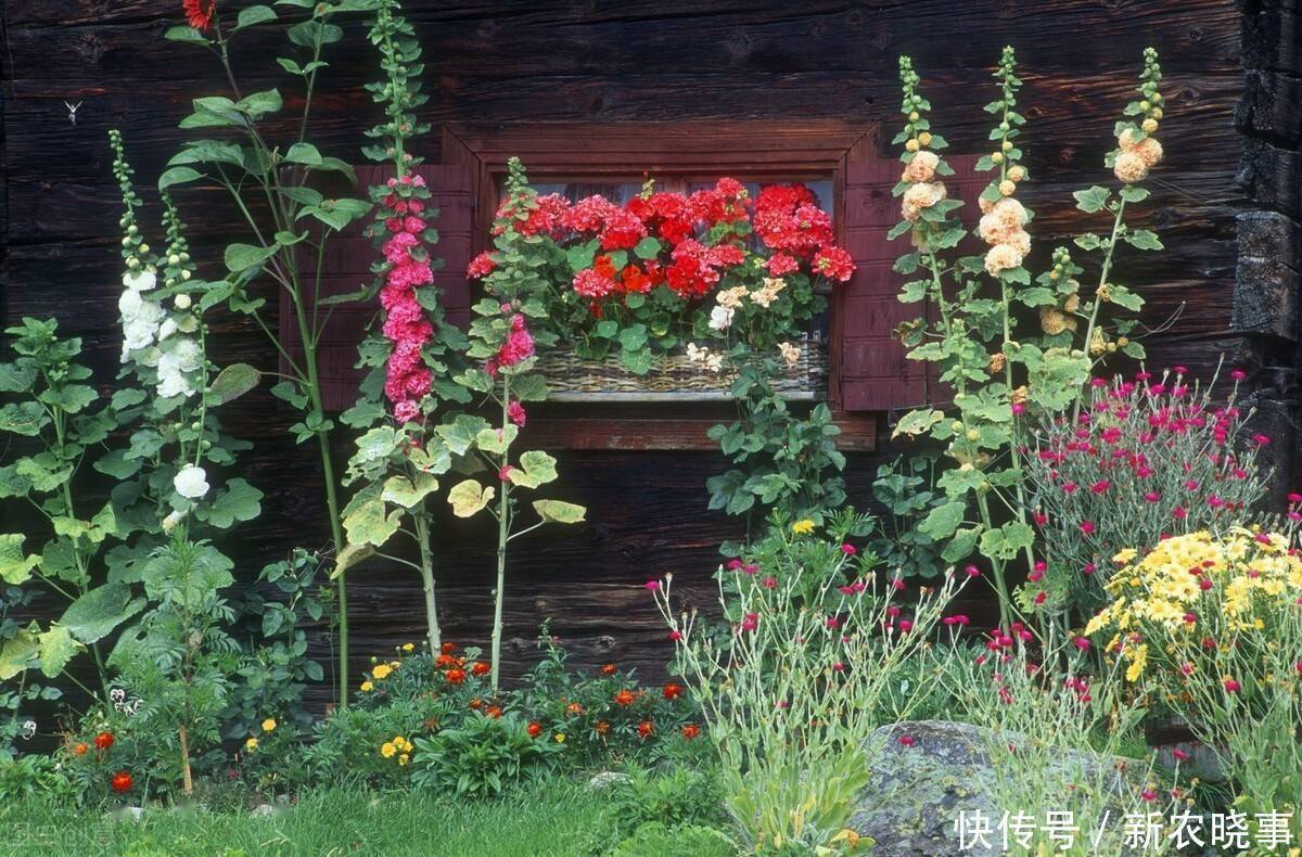 以前被嫌弃的土花,现在变成盆栽中的“香饽饽”,只因好养花量大