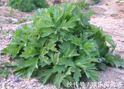 冬寒菜|农村3种野菜，食药双全，第2种用来洗澡，能除风祛湿，你认识吗