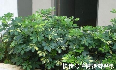 盆栽|养这“3种花”,浇点水就疯长,镇宅又旺财,回家养2盆,身体好