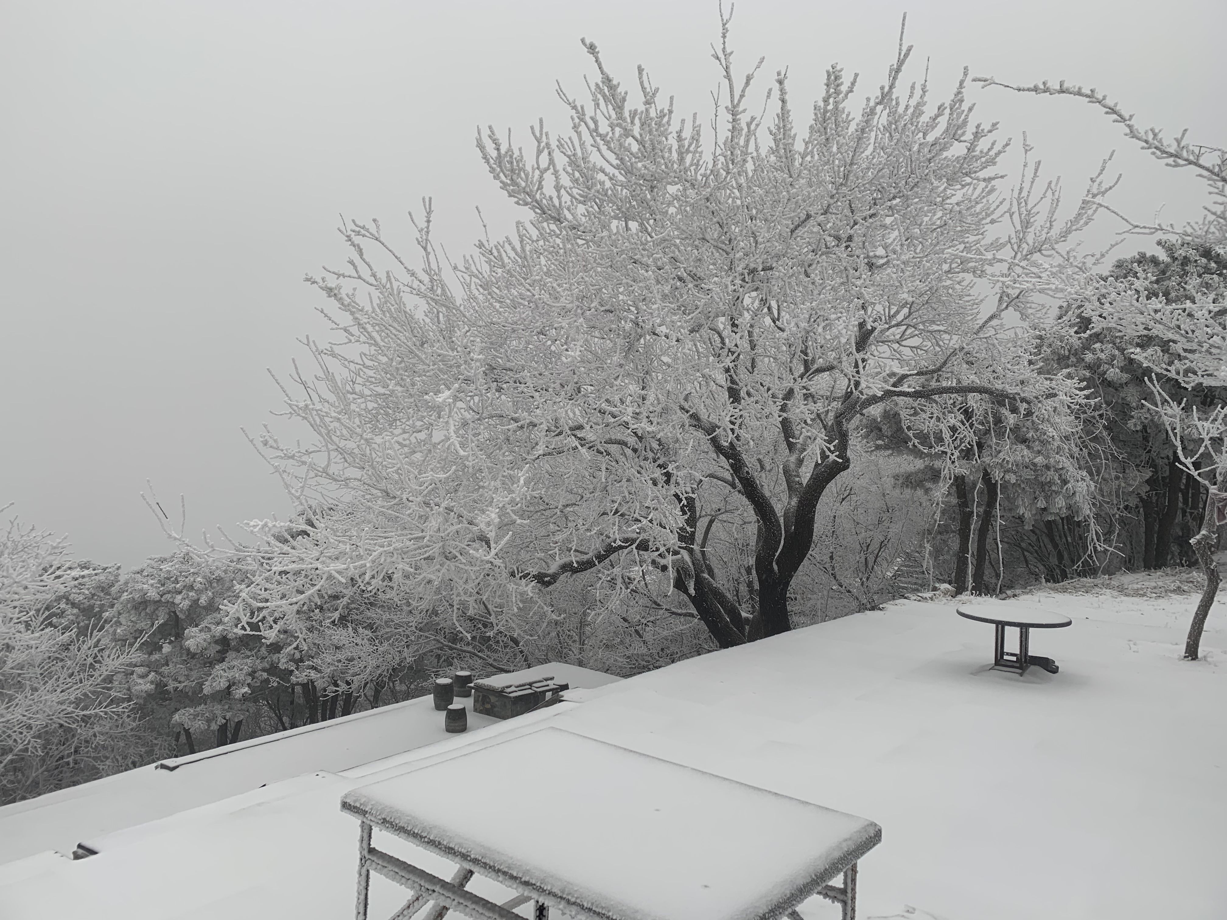 大河报·豫|大范围降雪落中原 中岳嵩山再度现雾凇奇观