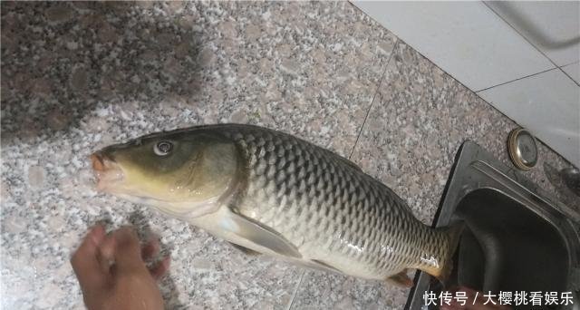 东西|这东西常人难以接受,却是很不错的钓鱼饵料,钓鲫鱼鲤鱼效果绝佳