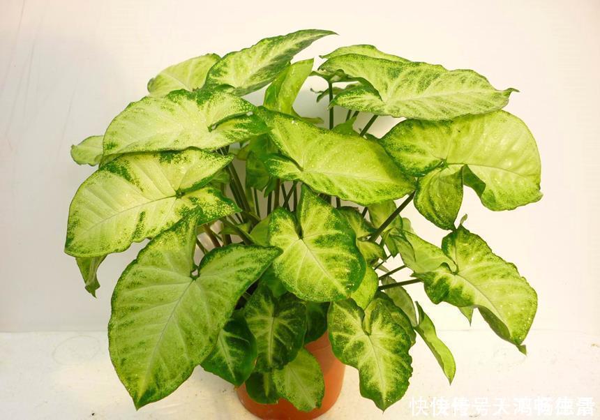 植物|适合卫生间生长的植物，推荐6种好养的给你，它们有什么特点呢？