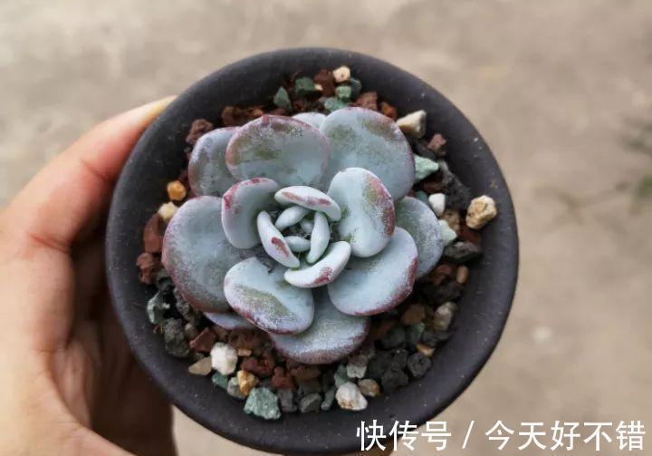 天冷了,多肉的6个求救信号,再不明白活不过冬天