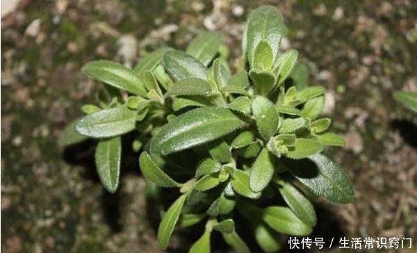 撒下一颗小小的种子,能开出一百多朵的花,太美太好养了!