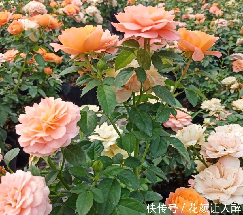 花儿|不适合养花的2种人，买了花也养不久，浪费钱！