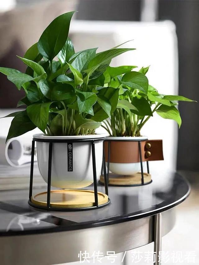 美誉|客厅养花就选这5种，清雅又大方、越养家里越干净，越养越健康