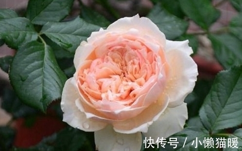 新叶|月季新芽枯萎、畸形怎么回事,打药治疗时,这些值得注意