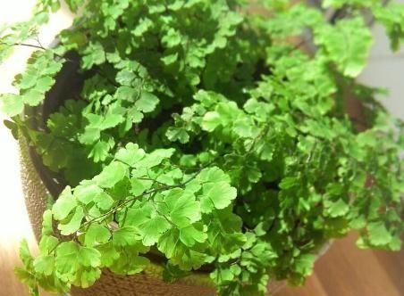 室内“3种花”一见光就烂根,只要摆角落,一年四季“翠亮如春”