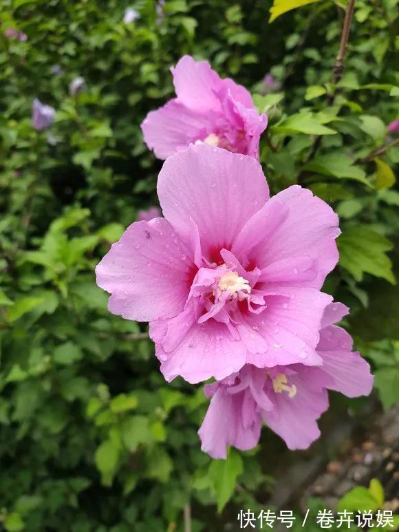 南瓜花|农村的4种花，味道比“鸡肉”香，煎炒煮汤，是一道美味！