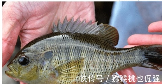 太阳鱼入侵南方多地,比罗非鱼更厉害,却有致命弱点:刺少肉嫩