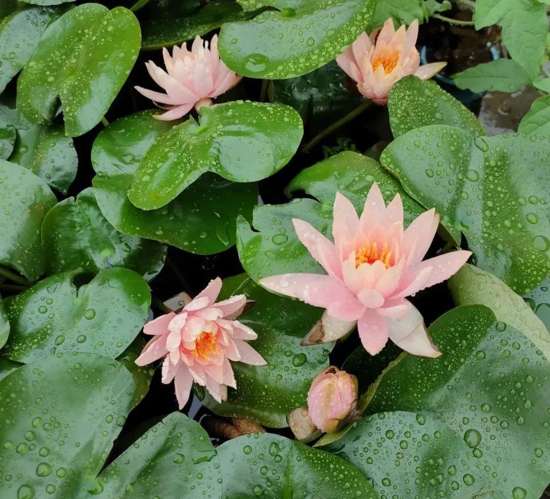 蕾丝|30种夏天花,热不死、晒不死,大半年都开花,还没病虫害