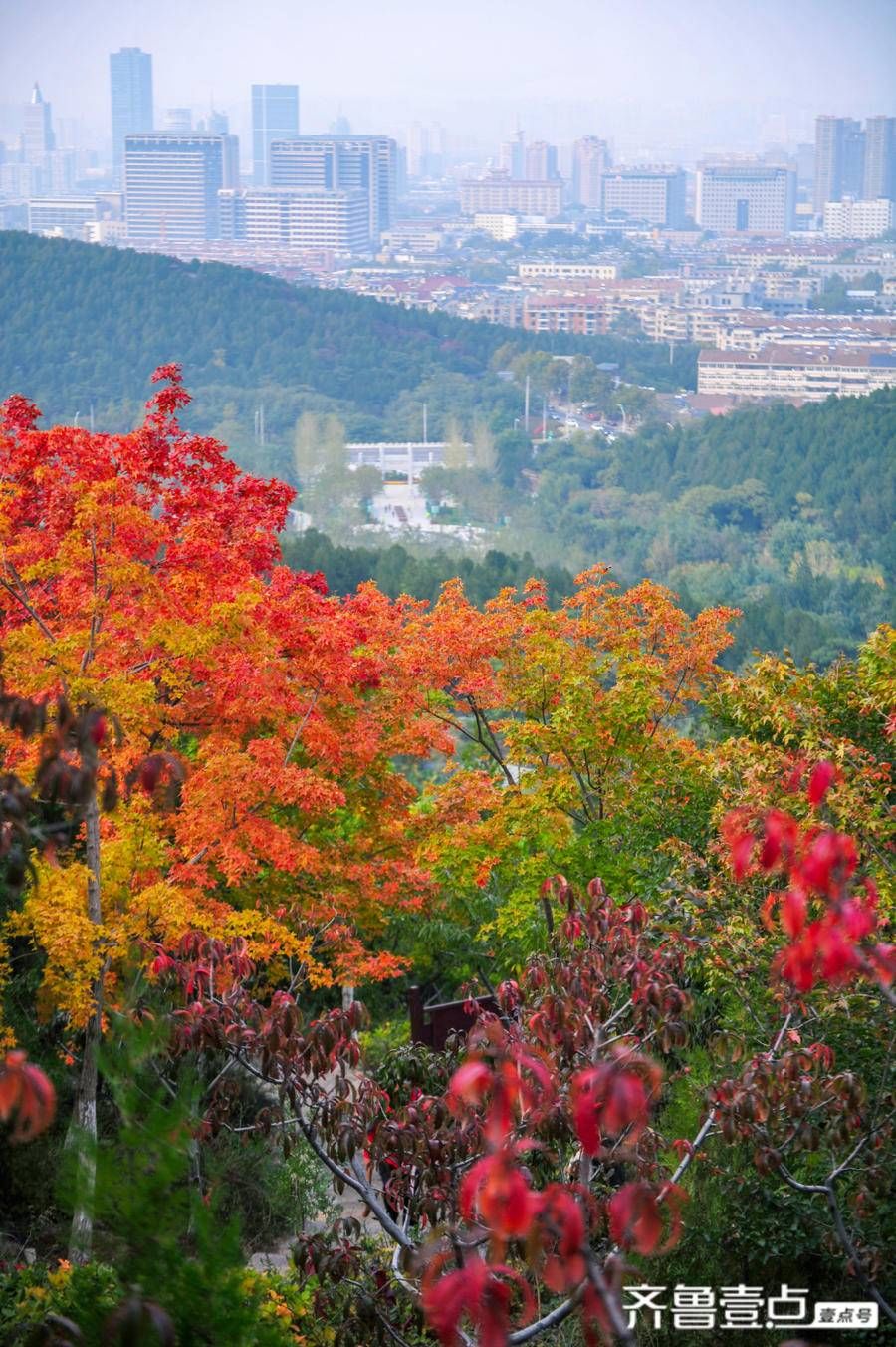 观赏处|佛慧山上秋意浓，五彩枫叶醉金秋