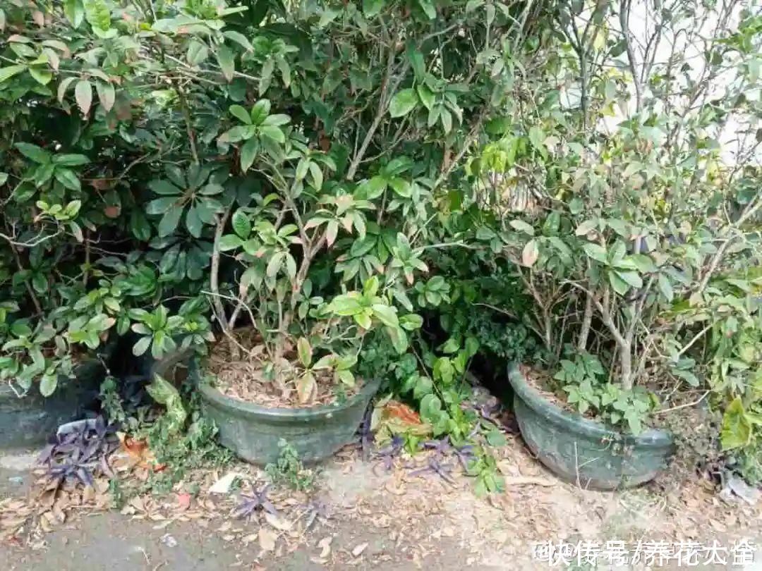 月季|养花“黑名单”实在太难养，心累
